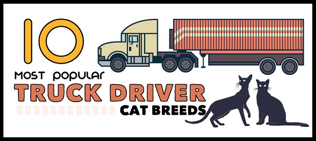 INFOGRAPHIC: 10 Most Popular Truck Driver Cat Breeds