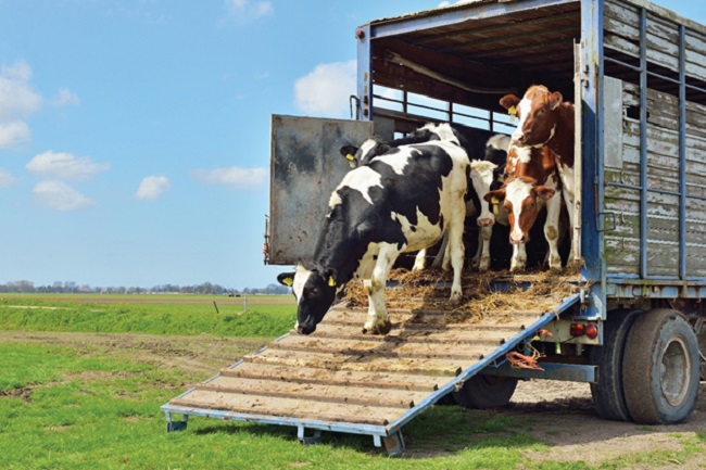 Livestock Hauling – 10 Amazing Things You Want To Know